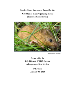 New Mexico Meadow Jumping Mouse (Zapus Hudsonius Luteus)