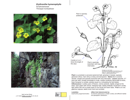 Erythranthe Hymenophylla Scrophulariaceae Thinsepal Monkeyflower