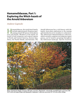 Hamamelidaceae, Part 1: Exploring the Witch-Hazels of the Arnold Arboretum