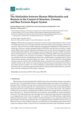 The Similarities Between Human Mitochondria and Bacteria in the Context of Structure, Genome, and Base Excision Repair System