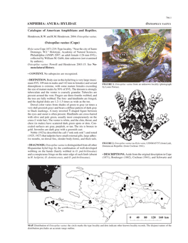 AMPHIBIA: ANURA: HYLIDAE Osteopilus Vastus (Cope)