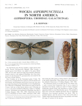Wockia Asperipunctella in North America (Lepidoptera: Urodidae: Galacticinae)