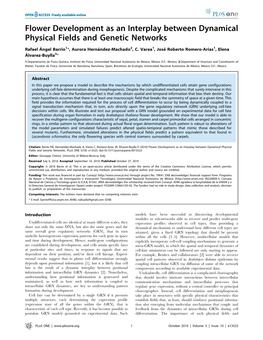 Flower Development As an Interplay Between Dynamical Physical Fields and Genetic Networks