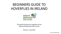 Beginners Guide to Hoverflies in Ireland