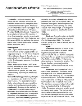 Americorophium Salmonis Class: Multicrustacea, Malacostraca, Eumalacostraca