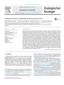 Comparative Testis Morphology of Neotropical Anurans