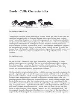 Border Collie Characteristics