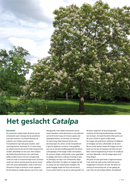 Het Geslacht Catalpa