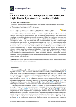 A Potent Burkholderia Endophyte Against Boxwood Blight Caused by Calonectria Pseudonaviculata