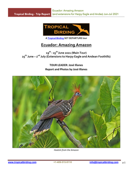 Ecuador: Amazing Amazon Tropical Birding - Trip Report (And Extensions for Harpy Eagle and Andes) Jun-Jul 2021