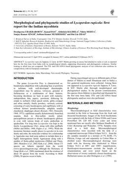 Morphological and Phylogenetic Studies of Lycoperdon Rupicola: First Report for the Indian Mycobiota