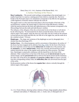 6. Surface Markings of the Thorax