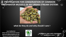 Propagation for Conservation of Common Freshwater Mussels in an Urban Stream System