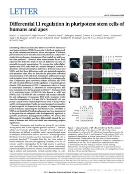Differential L1 Regulation in Pluripotent Stem Cells of Humans and Apes