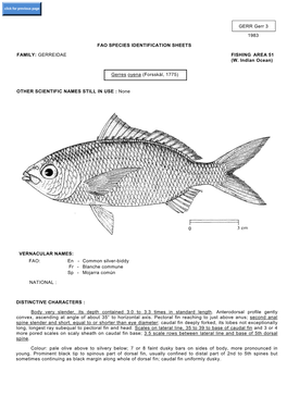 Fao Species Identification Sheets Family: Gerreidae