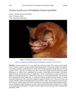 Natalus Tumidirostris(Trinidadian Funnel-Eared Bat)