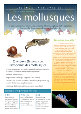 Quelques Éléments De Taxonomie Des Mollusques