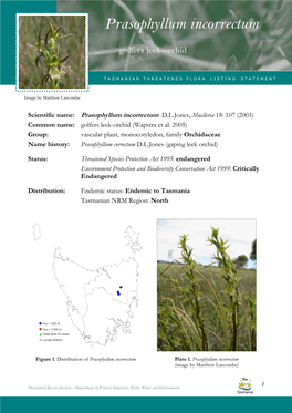 Prasophyllum Incorrectum Incorrectum (Golfers Leek-Orchid)