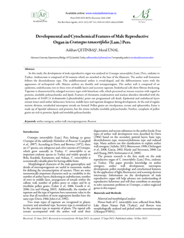 Developmental and Cytochemical Features of Male Reproductive Organ in Crataegus Tanacetifolia (Lam.) Pers