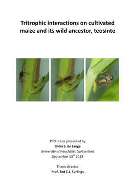 Tritrophic Interactions on Cultivated Maize and Its Wild Ancestor, Teosinte