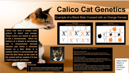 Calico Cat Genetics