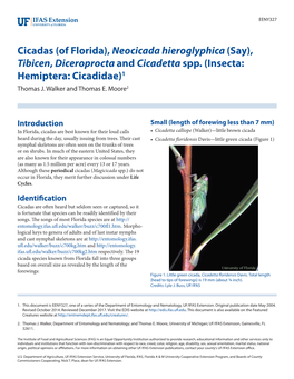 Cicadas (Of Florida), Neocicada Hieroglyphica (Say), Tibicen, Diceroprocta and Cicadetta Spp