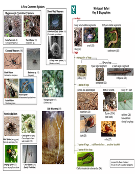 Minibeast Safari Key & Biographies a Few Common Spiders