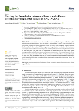 Blurring the Boundaries Between a Branch and a Flower: Potential Developmental Venues in CACTACEAE