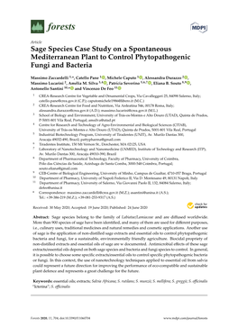 Sage Species Case Study on a Spontaneous Mediterranean Plant to Control Phytopathogenic Fungi and Bacteria