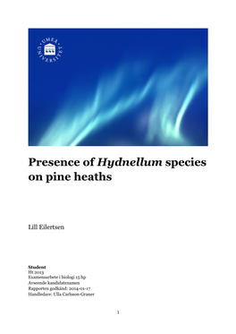 Presence of Hydnellum Species on Pine Heaths