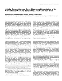 Cellular Composition and Three-Dimensional Organization of the Subventricular Germinal Zone in the Adult Mammalian Brain