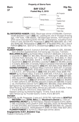 BAY COLT Barn 37 Hip No