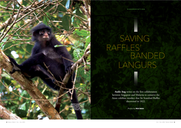 Raffles' Saving Banded Langurs