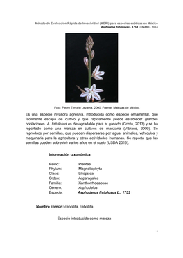 Asphodelus Fistulosus.Pdf