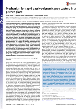 Mechanism for Rapid Passive-Dynamic Prey Capture in a Pitcher Plant