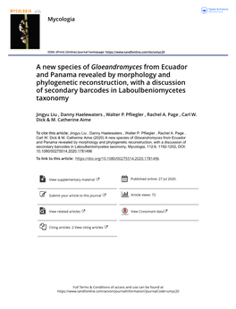 A New Species of Gloeandromyces from Ecuador and Panama