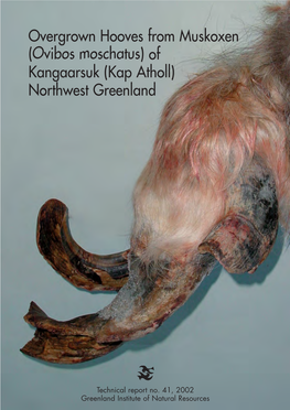 Overgrown Hooves from Muskoxen (Ovibos Moschatus) of Kangaarsuk (Kap Atholl) Northwest Greenland