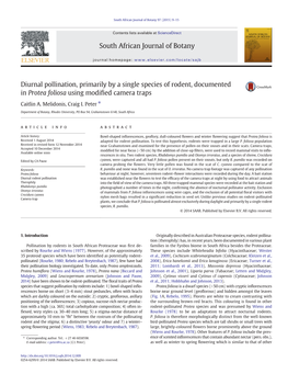 Diurnal Pollination, Primarily by a Single Species of Rodent, Documented in Protea Foliosa Using Modiﬁed Camera Traps