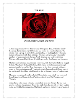 THE ROSE INNER BEAUTY, PEACE and LOVE a Rose Is a Perennial