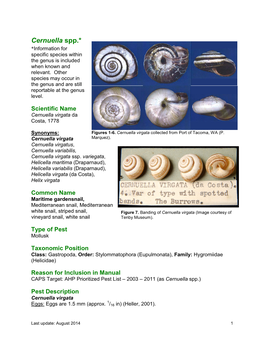 Cernuella Spp.* *Information for Specific Species Within the Genus Is Included When Known and Relevant