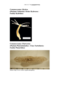 Phylum Arthropoda: Class Insecta : Order Hemiptera : Family Gerridae)