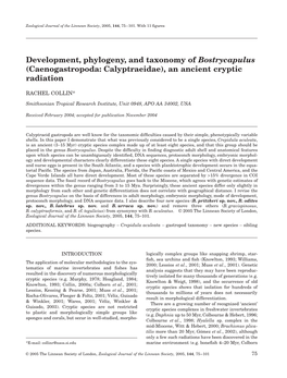 Development, Phylogeny, and Taxonomy of Bostrycapulus (Caenogastropoda: Calyptraeidae), an Ancient Cryptic Radiation