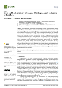 Stem and Leaf Anatomy of Aragoa (Plantaginaceae): in Search of Lost Rays