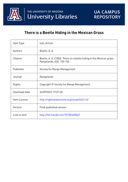 There Is a Beetle Hiding in the Mexican Grass