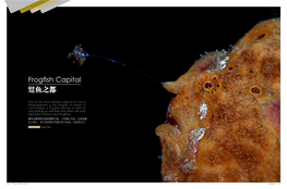 躄鱼之都frogfish Capital