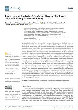 Transcriptome Analysis of Cambium Tissue of Paulownia Collected During Winter and Spring