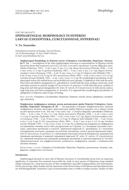 Epipharyngeal Morphology in Hyperini Larvae (Coleoptera, Curculionidae, Hyperinae)