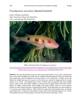 Pseudupeneus Maculatus (Spotted Goatfish)