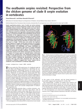 Perspective from the Chicken Genome of Clade B Serpin Evolution in Vertebrates