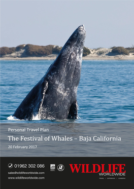 The Festival of Whales – Baja California 20 February 2017